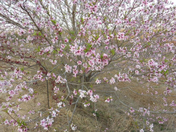 Red Magnolia